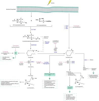 Inflammation and cancer: friend or foe?